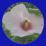 Chankanaab Hibiscus
