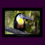 Channel-billed Toucan