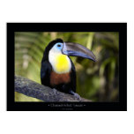 Channel-billed Toucan