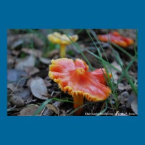 Chanterelle Mushrooms posters