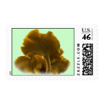 Chanterelles Stamp