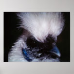 Chantilly Lace (Silkie) Posters