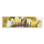 Chanukah Angel Bumper Sticker
