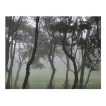 Chao dos Louros, Madeira, Portugal Postcards