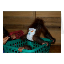 Chaos at Jungle Nursery cards by Rebecca_Reeder Chaos at Jungle Nursery cards