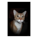 "Chaos" the cat posters