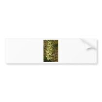 Chaparel Color Bumper Sticker