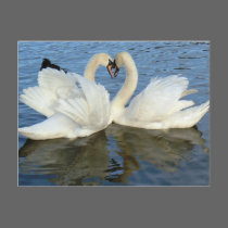 Chaperoned Swan Heart Love postcards