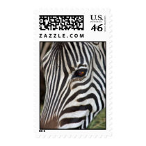Chapman's Zebra postage