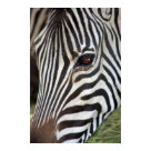 postcard - Close up photo of a Chapman's Zebra taken at Safari West in Santa Rosa, CA postcard - Close up photo of a Chapman's Zebra taken at Safari West in Santa Rosa, CA