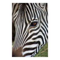 Chapman's Zebra Poster posters by ZebraRunner Chapman's Zebra Poster posters