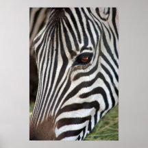 Chapman's Zebra Poster