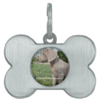 Chappell's Weimaraners Burd Puppy Pet Tag pet tags