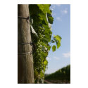 Chardonnay Grapes posters