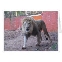 Charging Lion Greeting Cards