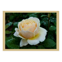 Charles Darwin Gift Tag business cards by seeinggreen Charles Darwin Gift Tag business cards