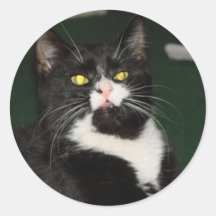 Charli Cat Attitude Stickers