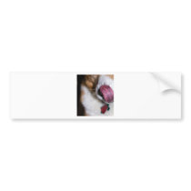 Charlie Kisses Bumper Sticker