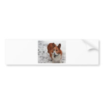 Charlie Snow Snout Bumper Stickers