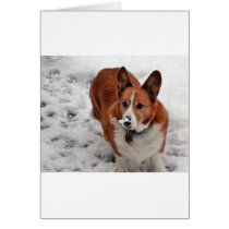 Charlie Snow Snout Cards