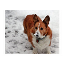 Charlie Snow Snout Post Cards