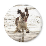 Charlie The Springer! magnets