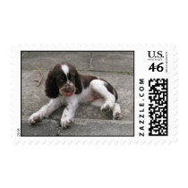 Charlie The Springer! Stamps