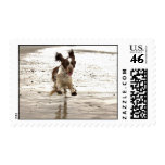 Charlie The Springer! postage