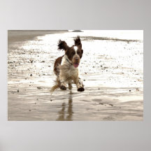 Charlie The Springer Print