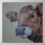 Charlois highlander cow takes a peek posters