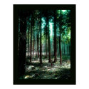Charm forest posters by photomorgana Charm forest posters