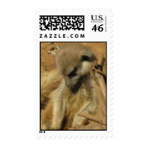 Charming Photo of a Meerkat on a postage stamp