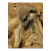 Charming Photo of a Meerkat posters