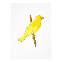 Charnille Canary Custom Announcements