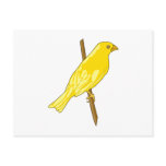 Charnille Canary Postcard