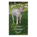 Charolais beef cattle business card business cards