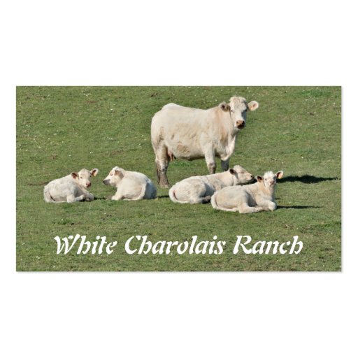 Charolais beef cattle business card (front side)