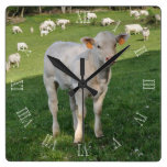 Charolais calf clock with numbers