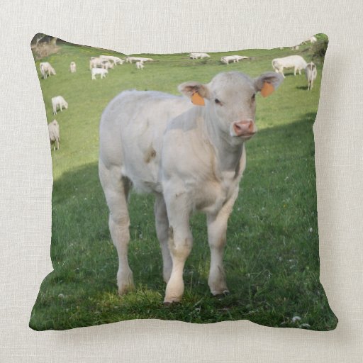 Charolais calf cushion throw pillow