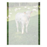 Charolais calf letterhead