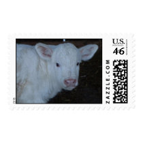 Charolais Calf Stamp