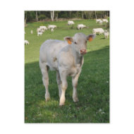 Charolais calf postcard