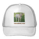 Charolais hat