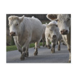 Charolais on the move postcards