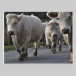 Charolais on the move postcards