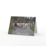 charolais, We're moooving! card