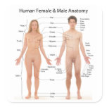 Chart of Basic Human Female and Male Anatomy Sticker