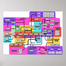 Chart of the Basic Metabolism in Living Organisms Poster