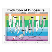 Chart of the Evolution of Dinosaurs Photographic Print