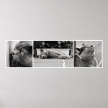 Chartreux cats - poster